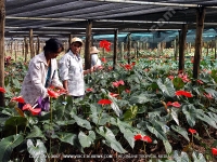 anthurium_cultivation_in_greenhouse_mauritius.jpg