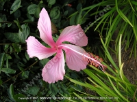 pink_hibiscus_genevii_flower_mauritius.jpg