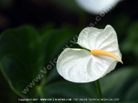 white_anthurium_andraeanum_mauritius.jpg