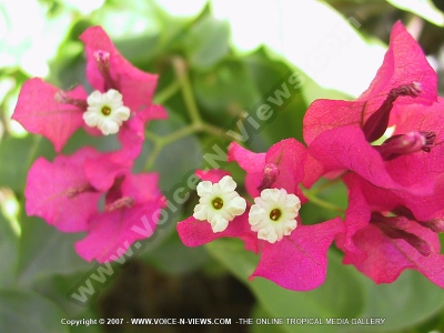 bougainvillier mauritius
