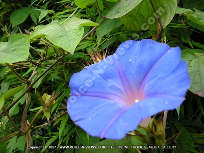 liane bleu (ipomoea indica) flower mauritius
