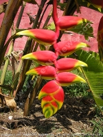 beaked_heliconia_mauritius.jpg