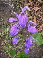 brilliantaisia_owariensis_mauritius.jpg