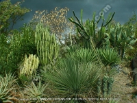 cactus_mauritius.jpg