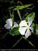 chapeau_naire_mauritius.jpg