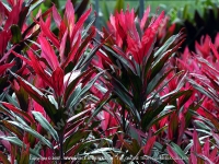 cordyline_mauritania(cordyline)_mauritius.jpg