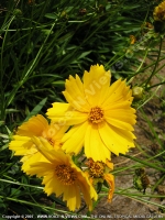 cosmos_bippinatus_mauritius.jpg
