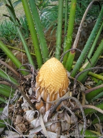cycas_sagottier_mauritius.jpg