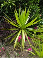 dracaena_concinna_mauritius.jpg