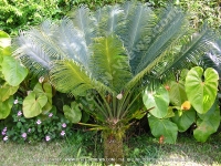 fern_palm_mauritius.jpg