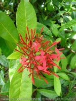 ixora_coccinea_flower_mauritius.jpg