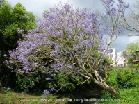 jacaranda_flower_mauritius.jpg