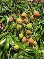 letchis_fruit_mauritius.jpg