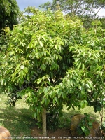 letchis_tree_mauritius.jpg