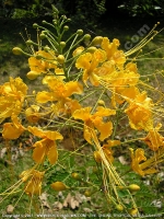 mauritius_barbados_pride_(caesalpinia_pulcherima).jpg