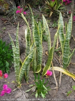 mauritius_sansevieria_trifasciata(langue_de_belle_mere).jpg