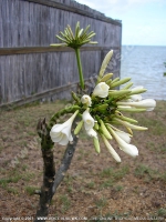 michelia_champaca_(champak)_flower_mauritius.jpg