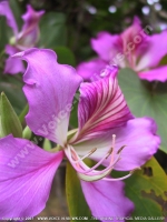orchide_flower_mauritius.jpg