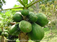 pawpaw_fruit_mauritius.jpg