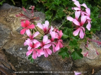 pelargonium_inquinans_flower_mauritius.jpg