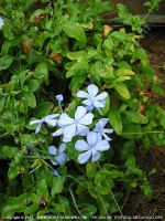 plumbago_auriculata_(cape_leadwort)_mauritius.jpg