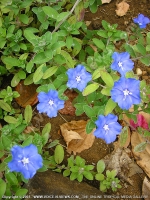 protulaca_oleracea_(pourprier)_mauritius.jpg