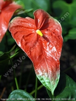 red_anthurium_mauritius.jpg