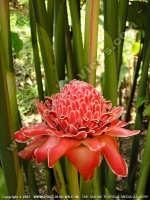rose_porcelaine_flower_mauritius.jpg