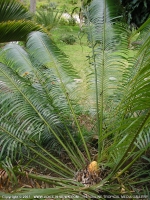 sagottier_(cancas)_mauritius.jpg