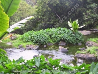 songe_and_river_view_mauritius.jpg