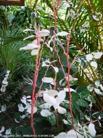 tropical_snow_bush_mauritius.jpg