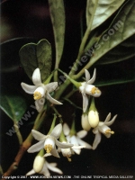 turraea_cadetii_endemic_plant_mauritius.jpg