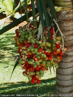 veitchia_merrillii_(christmas_palm)_mauritius.jpg