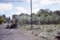 man_at_work_in_sugar_cane_field_beig_helped_by_children.jpg