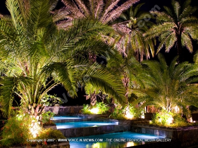 view of the palms trees in the evening premium villa pereybere mauritius ref 16
