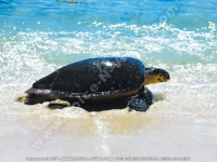 sainte_anne_resort_seychelles_sea_tultle.jpg