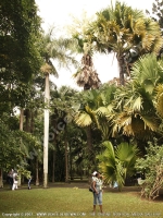 corypha_umbraculifera_also_known_as_talipot_at_pamplemousses_botanical_garden_and_visitors_view.jpg