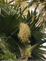 corypha_umbraculifera_pamplemousses_botanical_garden_also_known_as_talipot.jpg