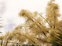 corypha_umbraculifera_pamplemousses_botanical_garden_flower-and_sky_view_also_known_as_talipot.jpg